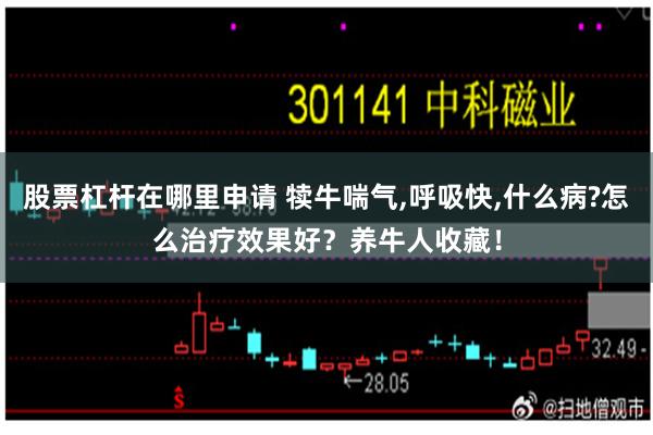 股票杠杆在哪里申请 犊牛喘气,呼吸快,什么病?怎么治疗效果好？养牛人收藏！